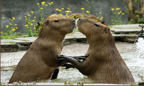 Tudo o que você precisa saber sobre capivaras