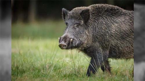 Alerta na Espanha cresce devido à possível origem de contágio em surto de doença viral em suínos