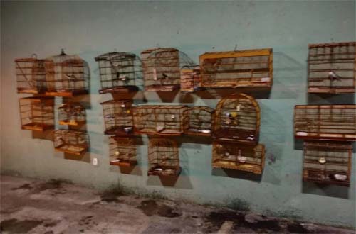 Operação da Polícia Ambiental identifica e apreende espécies ilegais na região da Zona da Mata de Alagoas