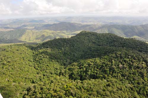 Alagoas lidera redução de desmatamento na região Nordeste e conquista avanços ambientais