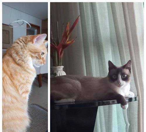 Campanha de Vacinação Antirrábica para cães e gatos começa nesta segunda-feira