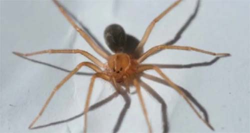 Casos suspeitos de mordida por aranha-marrom em Alagoas preocupam especialistas