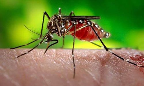 União mais 65 municípios em Alagoas: Brasil pode ter surto de dengue, zika e chikungunya