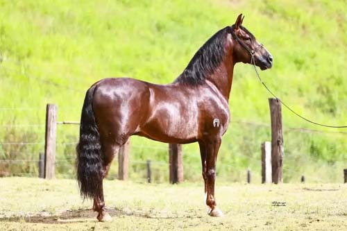 Haras em Atalaia registra morte de 69 cavalos e suspeita de ração contaminada