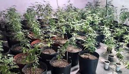 Aumento na Presença do Skunk no Brasil: Uma Droga Mais Potente e Perigosa