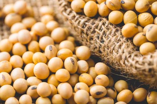 Exportação do agronegócio brasileiro chega a US$ 10 bilhões em junho e bate recorde para o mês