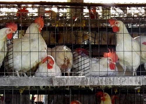 China suspende importações de todos os produtos aviários do Brasil após surto de gripe aviária