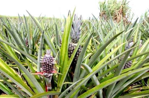 Em Arapiraca, expectativa de produtores de abacaxi é de safra recorde para 2019