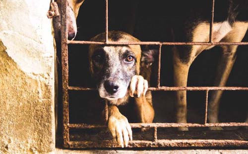 Inflação da alimentação pet dispara e leva famílias a abandonarem os animais