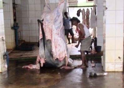 Matadouros que abatem até 10 bovinos por semana serão fechados