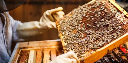 Deputados vão debater avanços e perspectivas da cadeia produtiva do mel em Alagoas