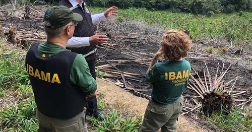 MEIO- AMBIENTE: 2ª edição da operação Mata Atlântica em Pé é deflagrada em 17 estados; Alagoas fiscalizará 37 alvos