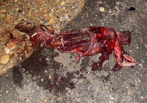 Colisão envolvendo moto e carro deixa dois mortos na AL 101 SUL