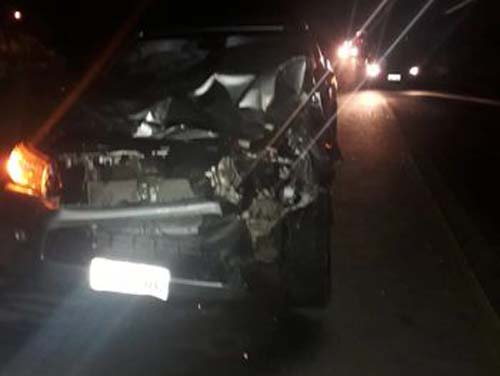 Motorista colide em animal ao trafegar por rodovia que dar acesso a povoado em Major Izidoro