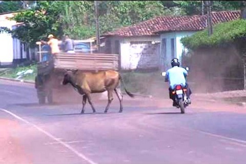 Animais soltos na pista provocam duas mortes no Sertão