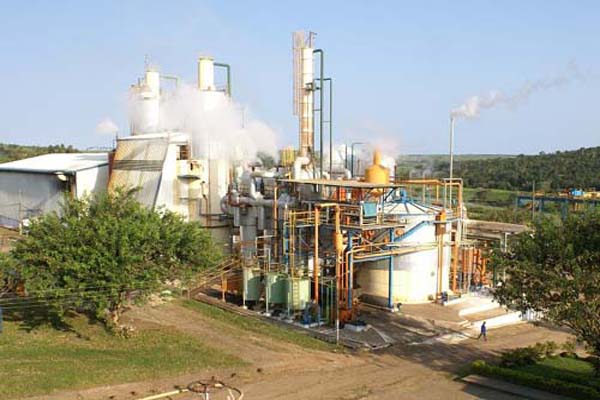 Atividade da cana-de-açúcar perde espaço em Alagoas