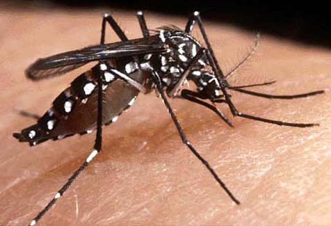 Dengue em Alagoas: Governo admite risco de epidemia