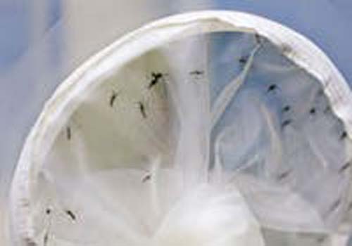 Começa Semana Nacional de Combate ao Aedes aegypti