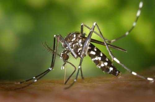 Cresce número de casos de doenças causadas pelo mosquito Aedes aegypti em Alagoas