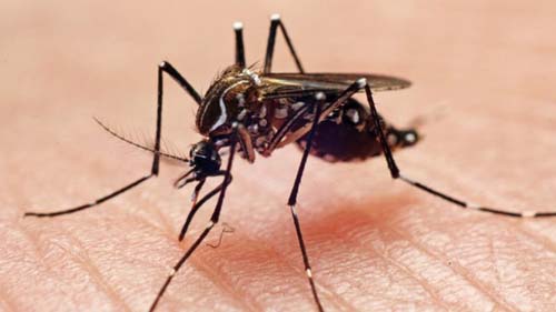 Brasileiros criam sistema para prever epidemias de dengue e febre amarela