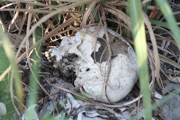 Ossada é encontrada ao lado do aeroporto 