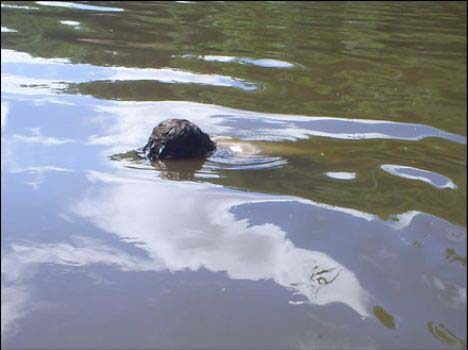 Pescador morre afogado em São Sebastião