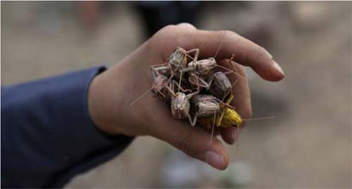 Nova praga de gafanhotos ameaça Leste da África