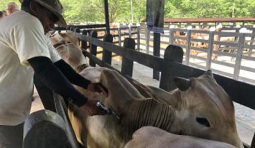 Alagoas supera meta de vacinação contra febre aftosa com índice de 95%