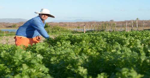 Crediamigo amplia para R$ 21 mil o limite total de empréstimo