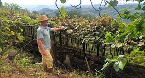 Agricultura familiar em cada uma das 5 regiões do Brasil: confira histórias de sucesso e desafios