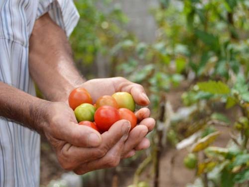 Sesau vai adquirir produtos da agricultura familiar para abastecer hospitais