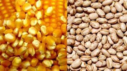 Prefeitura de Palmeira abre inscrições para produtores que desejam plantar milho e feijão