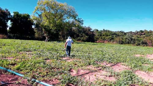 Programa Agronordeste gera empregos para 132,8 mil pessoas na Região de Batalha