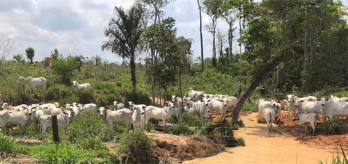 Agropecuária impulsiona mais de 90% do desmatamento no mundo
