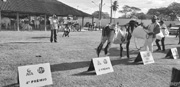 Expoagro consagra novos campeões