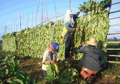 Consumo de agrotóxicos preocupa Crea que anuncia fiscalização em AL