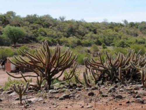 Grupo de trabalho em AL inicia pesquisa visando ao uso sustentável da caatinga