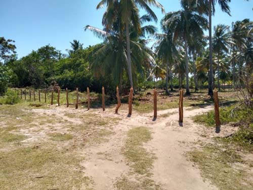 Pescadores denunciam cercas e construções em manguezais no Litoral Norte