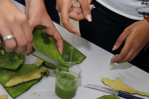 Escolas estaduais apresentam projetos na maior feira científica do País