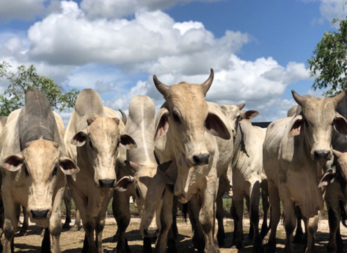 AL iniciou Campanha de Vacinação contra a Raiva Animal a partir desta quarta (24)