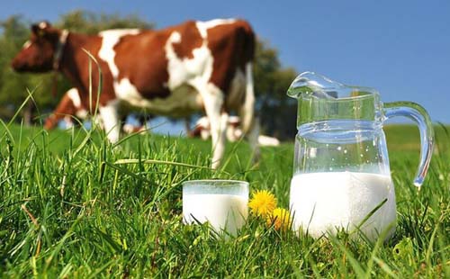 Alto custo de produção afetou o leite em 2021