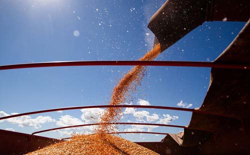 Estimativa do IBGE indica crescimento de 53,8% da Safra de grãos de Alagoas