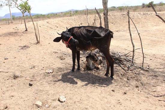 Seca deixa prejuízo de mais de R$ 4 bilhões em 15 anos no Estado de Alagoas