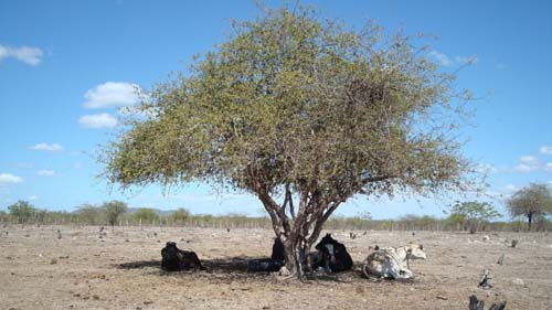 Ministério da Integração autoriza repasse de R$ 5 milhões para a seca, em Alagoas
