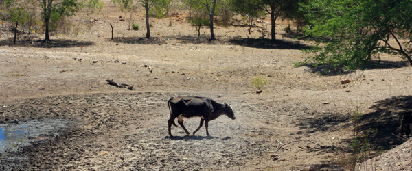Cientistas são contra soluções ‘importadas’