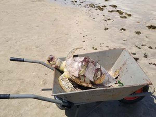Durante segunda-feira de carnaval Biota registra três tartarugas mortas no litoral alagoano