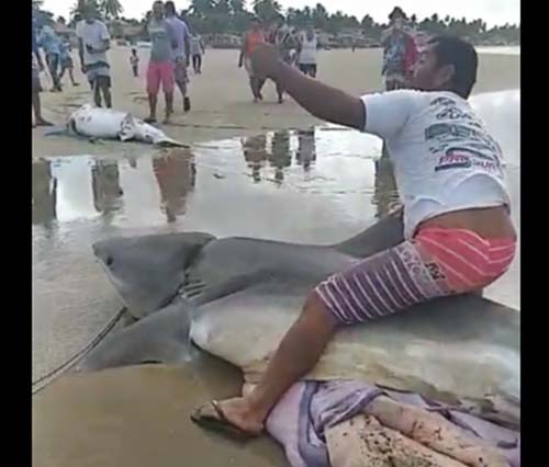 Tubarões Tigre são capturados por pescadores em Alagoas