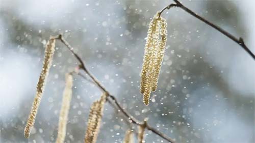 Por que as alergias estão piorando com as mudanças climáticas