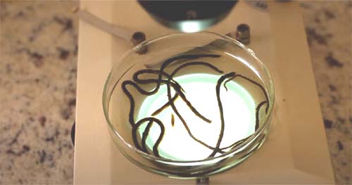 Alga marinha da Antártica apresenta potencial no combate a doenças negligenciadas