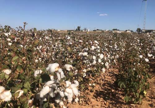 Ceará investe para voltar a ser um dos maioreis produtores de algodão do país